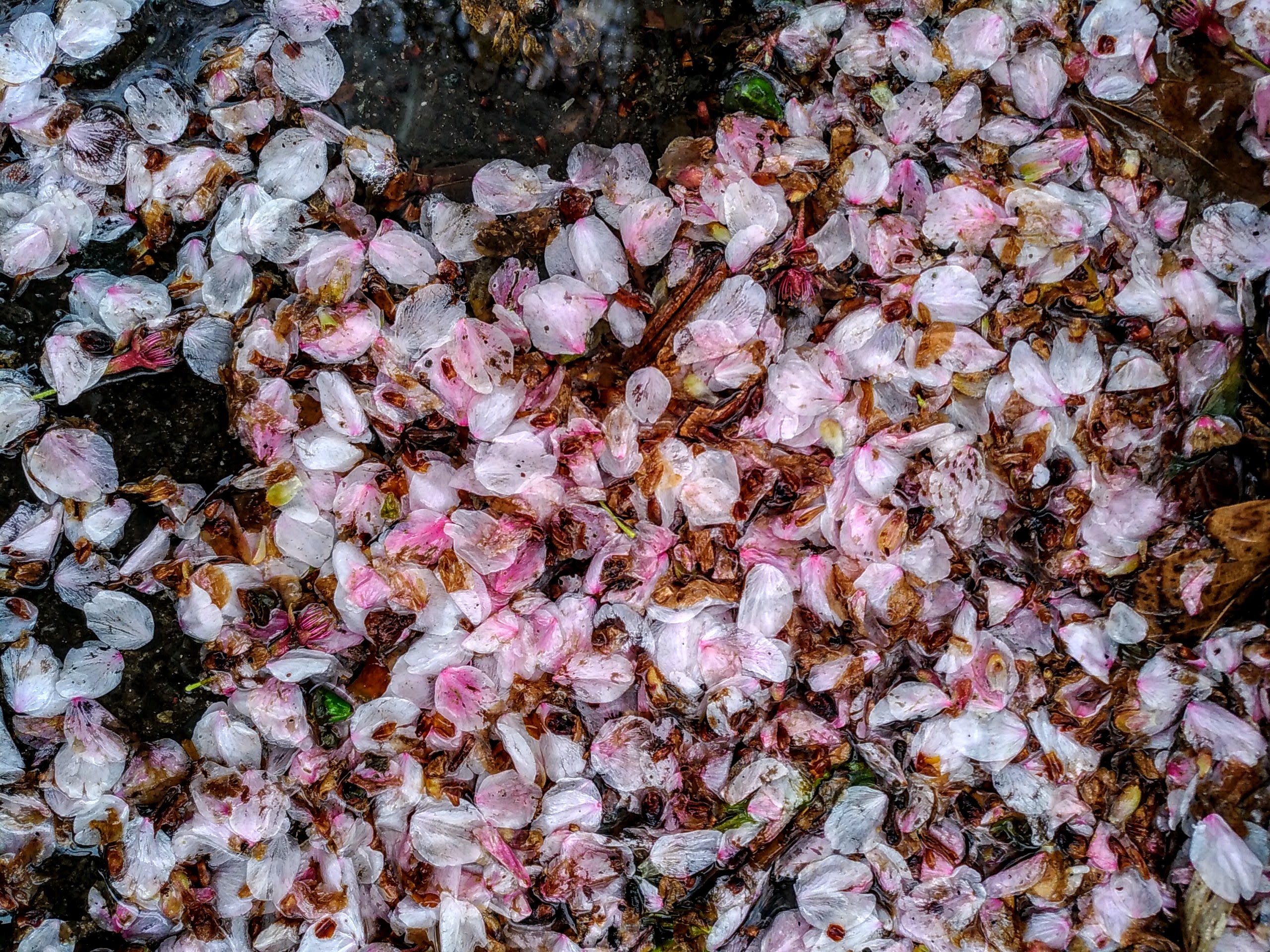 Cherry Blossom in Zenpukuji Park 2017