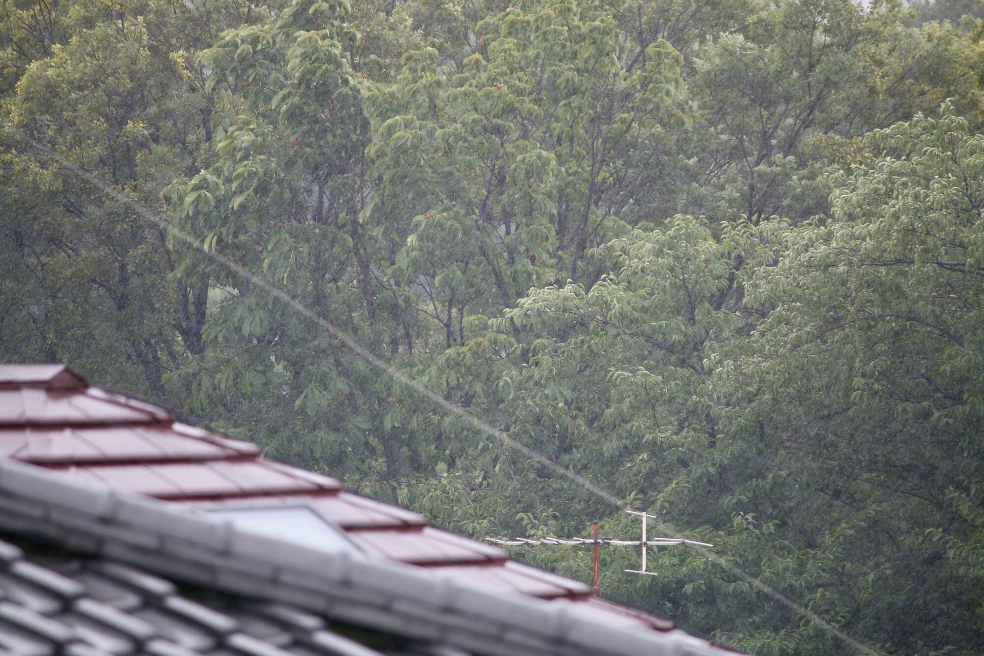 Heatwave August Days