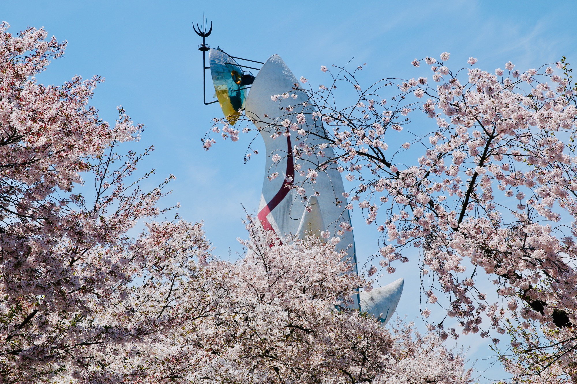 20190413 Cherry Blossom in Osaka