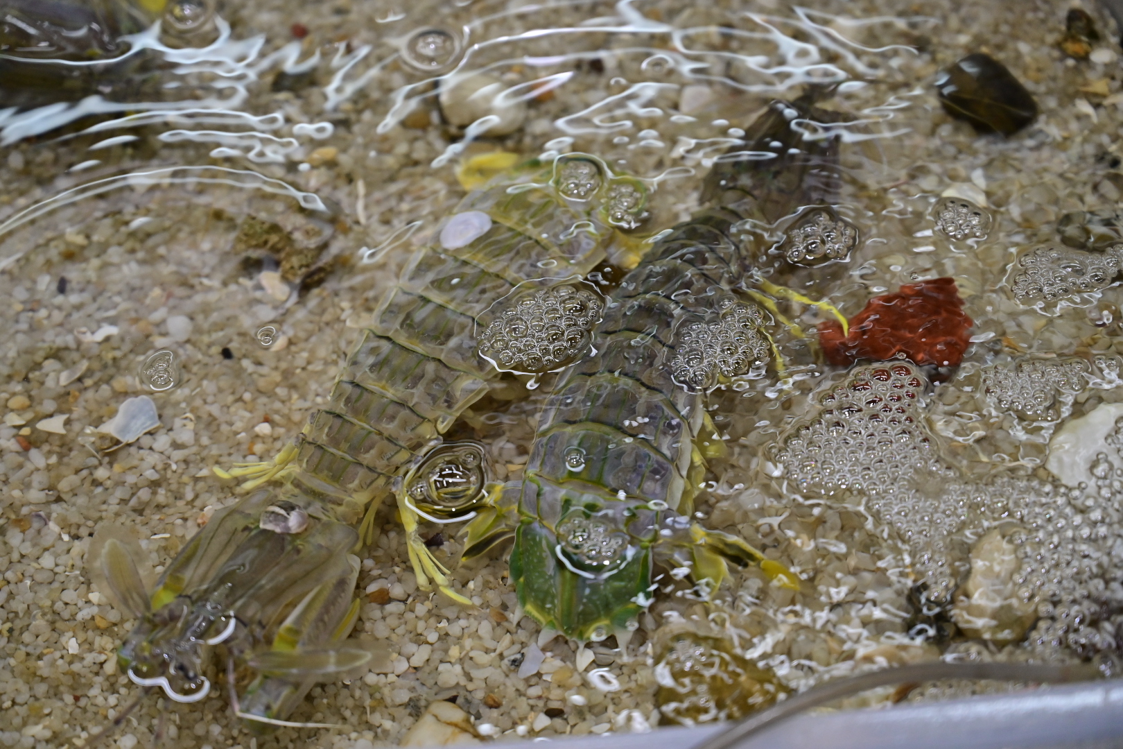 20220918Gigantic Mantis Shrimp @ Northam Beach Cafe